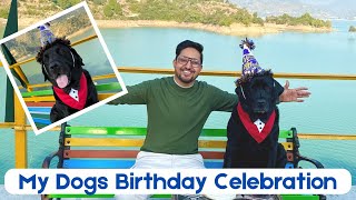 My Dogs Birthday Celebration In Lake | Lucky Is So Happy