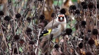 Stehlík obecný-Carduelis carduelis-European Goldfinch-Stieglitz