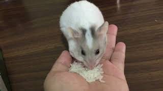 Hamster eating raw rice