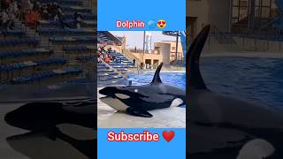 TikTok dolphin video 🐬😍😍 video #shorts #youtubeshorts #cute