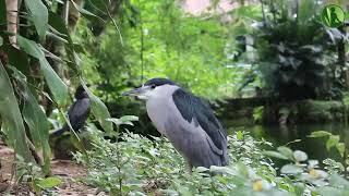 2 HORAS com Sons da Natureza: Pássaros, Água Corrente, Riacho (HD)