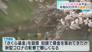 千代田区サクラの維持費が不足…支援募る