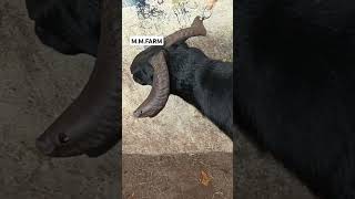 திருமங்கலம் ஆடு சந்தை #trend #short videos #farming