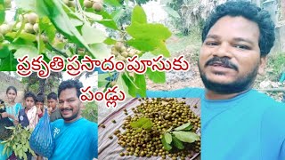 wild seasonal fruits: ఈ వర్షాకాలంలో దొరికే పుల్లటి పండ్లు |Raju Kanithi