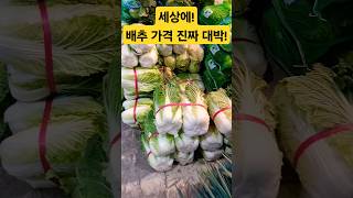 살까? 배추 가격! 대박! #폭락 #vegetables #시장 #김치 #food #김장 #배추