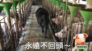 【 養豬一分鐘】EP.30 讓懷孕母豬住進獨立套房，促進動物福利！