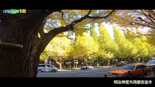 【紅葉】明治神宮外苑のイチョウ並木_Nha Rua