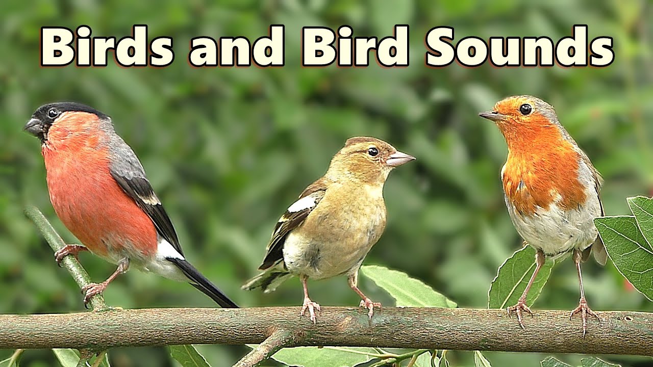 Extremely Satisfying Videos Of Birds And Bird Sounds тнр 8 Hours тнр Youtube