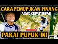 CARA PEMUPUKAN PINANG | PERIODE KE 2 | PART 1 | AGAR CEPAT BESAR PAKAI PUPUK INI |