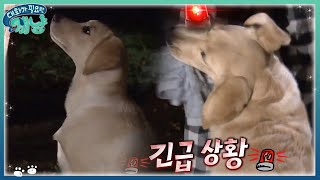 난 그저 놀고싶었을 뿐... 강아지와 놀다가 벌어진 대참사 | #대화가필요한개냥 EP12 #06