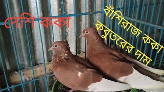 koka Kobutor price.bashiraj koka Kobutor.ককা কবুতর কিনুন।ককা কবুতরের দাম। PETS AND PETS 360