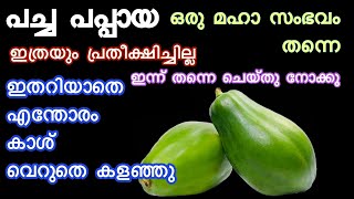 പപ്പായ ഒരു പ്രാവശ്യം ഇങ്ങനെ ഉണ്ടാക്കിയാൽ പിന്നെ ഇങ്ങനെ ഉണ്ടാക്കും | Pappaya Recipes | Snacks Recipes