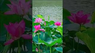 The Dutch lotus is in full bloom#shorts #旅行vlog #scenery 荷花盛开如此美丽