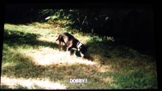 Dobby The Dog and the Cane Toad Part 1