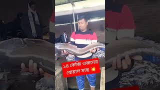 বিশাল বড় বোয়াল মাছ ১৪ কেজি। #fishing #fish #fishcutting_skills #fishcooking #viralvideos