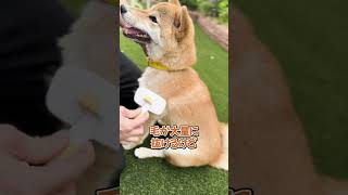 No-02柴犬を飼う時に迷う５つのポイント