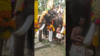 സാരഥിമാരും പാമ്പാടി രാജനും 🐘 💞 #shorts #trending