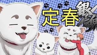 彩虹雨 | GINTAMA《银魂人物志-16》银魂的吉祥物，万事屋的大白狗，宇宙巨型天然呆犬 - 定春