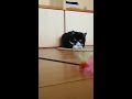 【子猫時代】何度見ても癒やされるもんたの狩り