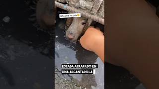 Rescate Emotivo: ¡Heroína Salva a Perrito Atrapado!