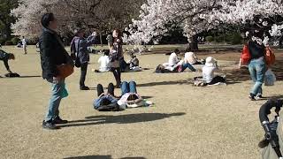 お花見散歩　新宿御苑　桜満開　花吹雪　風が強く気温も高い　2019.4.5  Sakura　Sinjuku-Gyoen