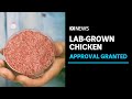 Lab-grown chicken approved for sale by US regulator | ABC News