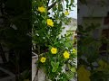 Almanda vine #alamanda #gardentips #garden #vines #arrahmansongs