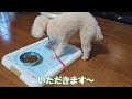 そういえば、、 ★トイプードルのうめ吉くん 1575日目 ★umekichi diary of poodle dog