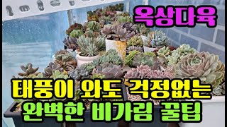 #신비의다육정원 - 긴장마 태풍에도 끄덕없는 완벽한 #비가림 꿀팁