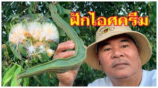 🇹🇭🍎ต้นไอศครีม🍎🍎🍎สวนเกษตรเสริมทรัพย์🍎🍎