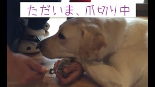 犬の爪切りって、どうやったらうまくできるのかな？（音声版あり）