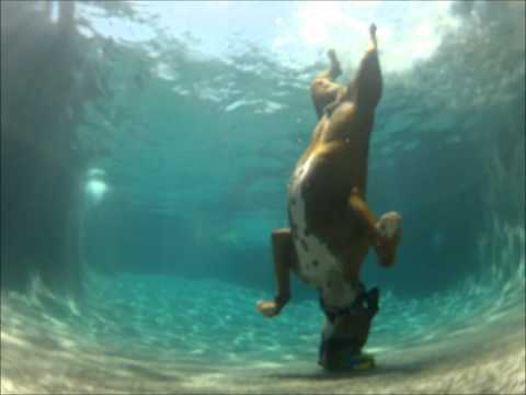 Pool diving Boxer dog, he swims under water! Pool diving Boxer dog, he swims under water!