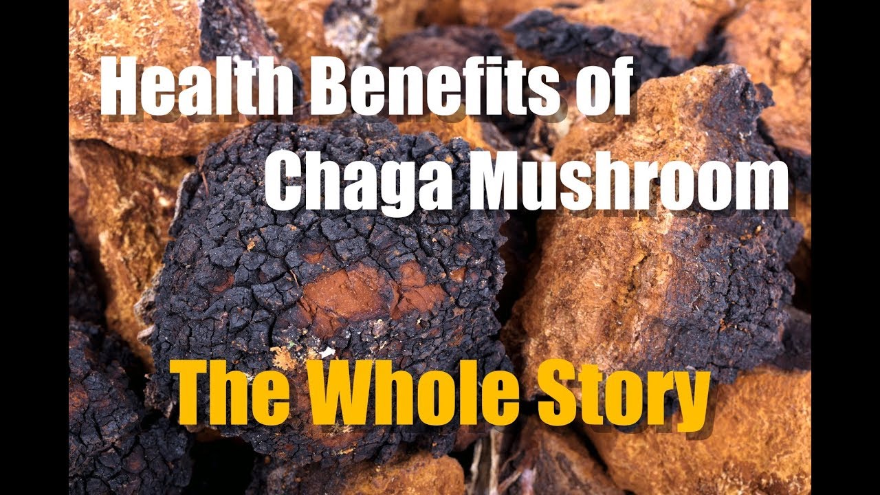 CHAGA MUSHROOM HEALTH BENEFITS - THE WHOLE STORY - YouTube