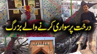 Shah Di Taliyan I Rawalpindi I Incredible Story of Journey on Tree I Gilani Logs