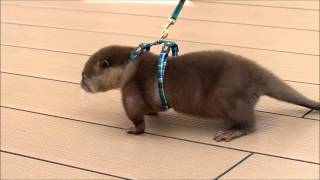 コツメカワウソのやまと、初散歩♪（20130920＠サンシャイン水族館）