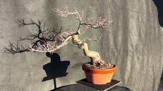 Acer palmatum deshojo 25-305