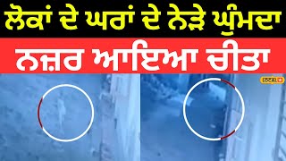 Rajpura News | ਲੋਕਾਂ ਦੇ ਘਰਾਂ ਦੇ ਨੇੜੇ ਘੁੰਮਦਾ ਨਜ਼ਰ ਆਇਆ ਚੀਤਾ, ਬਣਿਆ ਦਹਿਸ਼ਤ ਦਾ ਮਾਹੌਲ | #local18