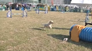 2022.06.12 横須賀中央愛犬アジリティークラブ@東扇島 Mark