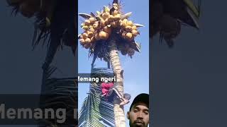 Motong pohon kelapa#short ngeri#short firal#short langka#