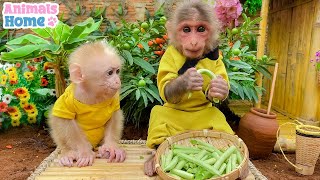 Smart BiBi helps dad cook for baby monkey Obi