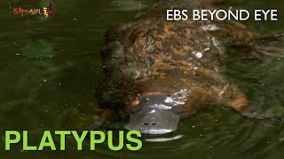 The Oldest Mammal Species on Earth, Platypus | EBS Nature Documentary