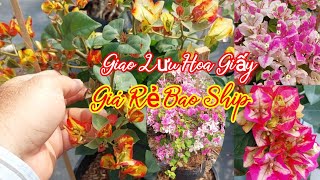 Giao lưu nhiều chủng loại hoa giấy zin nguyên bản giá rẻ bao ship toàn quốc 11/01/2025 lh 0911111519