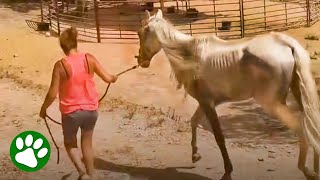 Starving horse's remarkable transformation