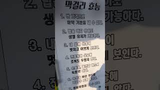 [아무말대잔치] 기가막혀 ! 막갈리효능 ~