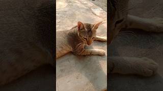 মেরীর খুব দুঃখ #shorts #viral #cat #funny