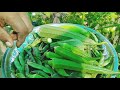 இன்றைய மாடி தோட்டம் அறுவடை today harvest organic vegetables and greens my terrace garden