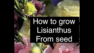 Starting Lisianthus Flower from Seed + How to Grow Lisianthus + Helpful Hints I have Learned