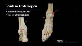 Joints - M1 Dissection Supplement