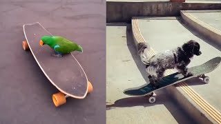 Cutest Animals On Skateboards