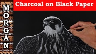 Charcoal Drawing - Falcon, White pencil on Black Paper - Jason Morgan wildlife art